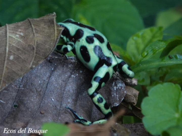 Dendrobates auratus