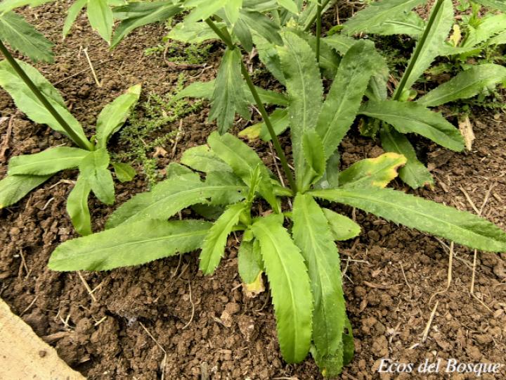 Eryngium foetidum (Culantro coyote)