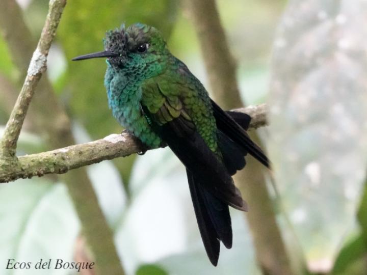 Heliodoxa jacula (Colibrí brillante frentiverde)