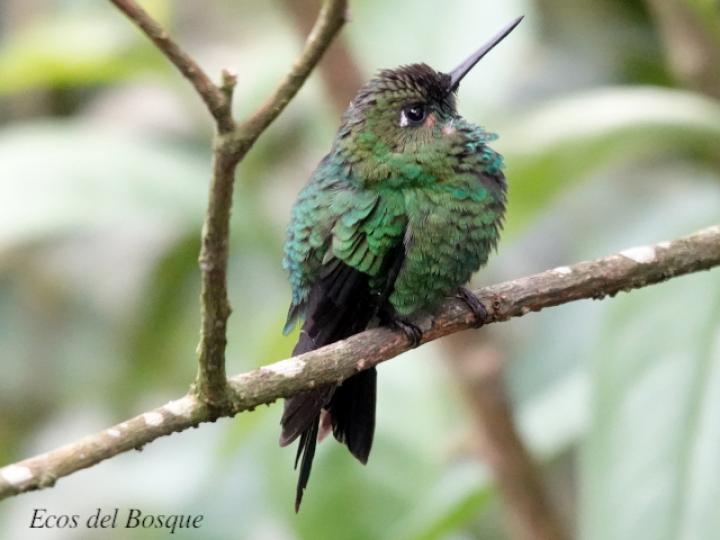 Heliodoxa jacula (Colibrí brillante frentiverde)