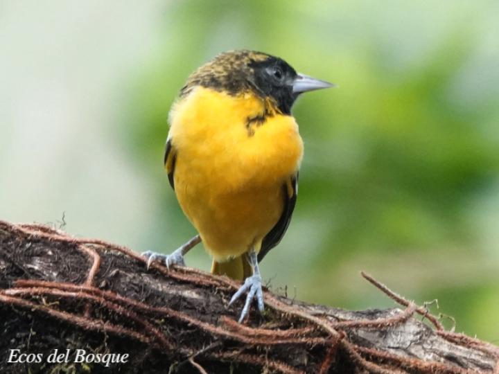 Icterus galbula (Cacique veranero)