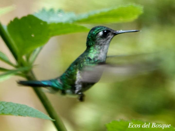 Klais guimeti (Colibrí cabeciazul)