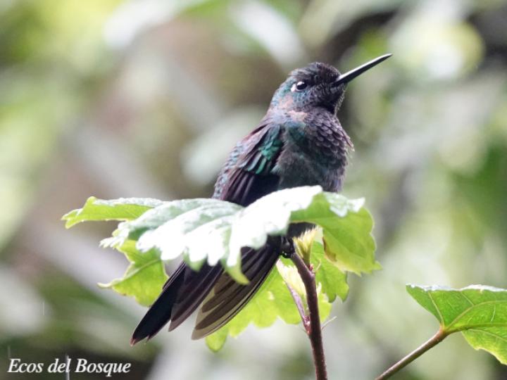 Klais guimeti (Colibrí cabeciazul)