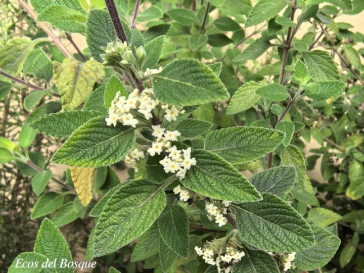 Lippia graveolens