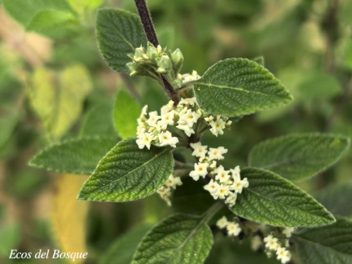Lippia graveolens