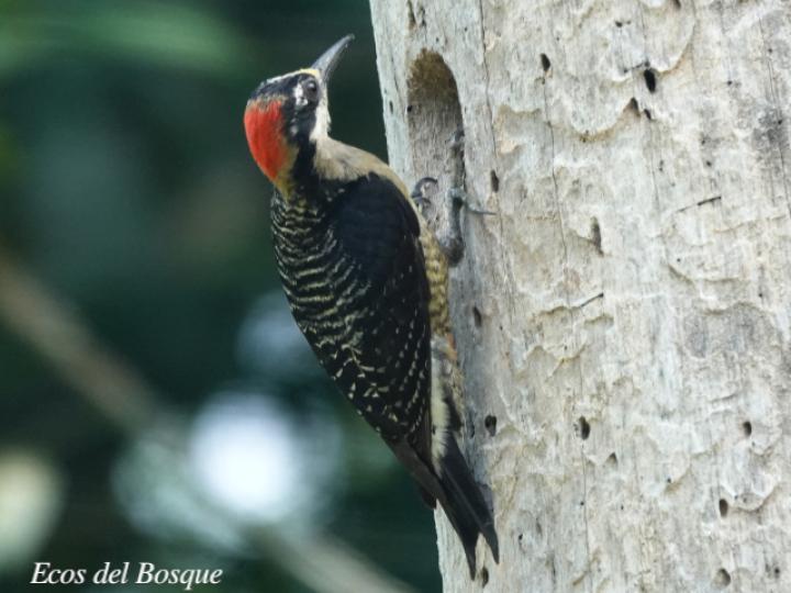 Melanerpes pucherani (Carpintero carinegro)