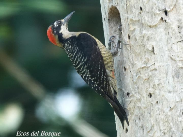 Melanerpes pucherani (Carpintero carinegro)