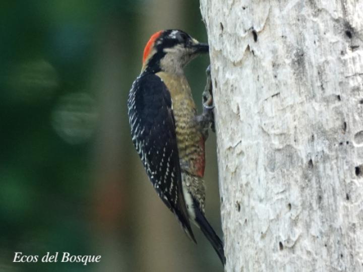Melanerpes pucherani (Carpintero carinegro)