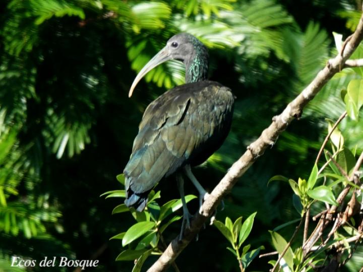 Mesembrinibis cayennensis