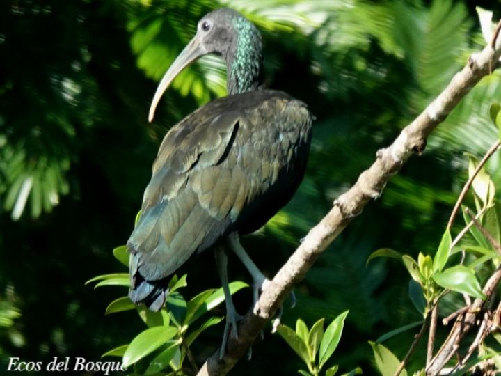 Mesembrinibis cayennensis