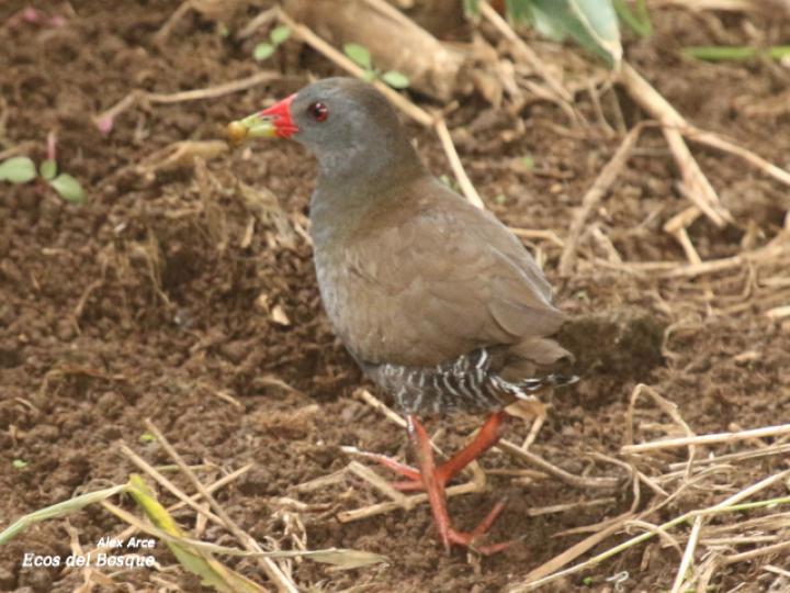 Neocrex erythrops (Polluela Piquirroja)