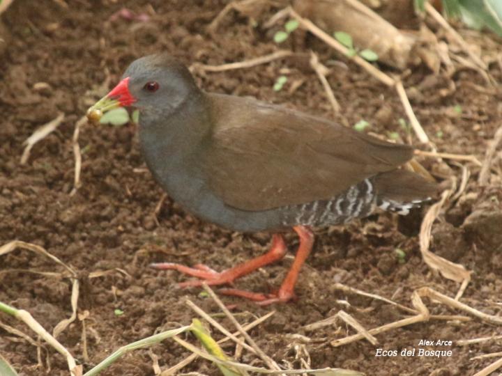 Neocrex erythrops (Polluela Piquirroja)