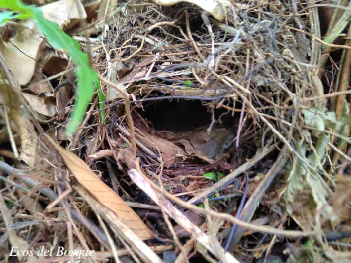 Myiothlypis fulvicauda
