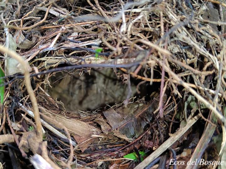 Myiothlypis fulvicauda