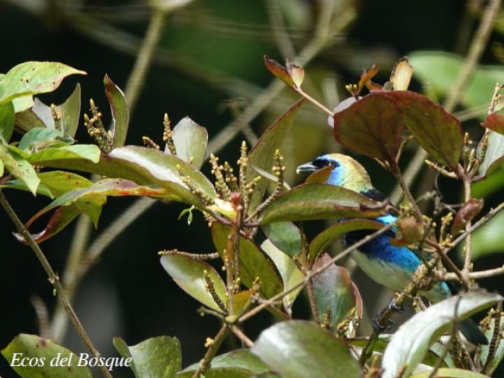 Oryctanthus spicatus