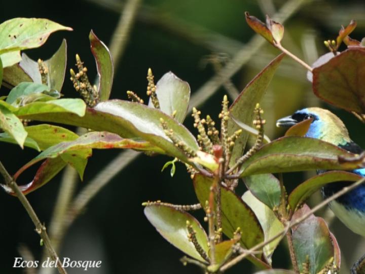 Oryctanthus spicatus