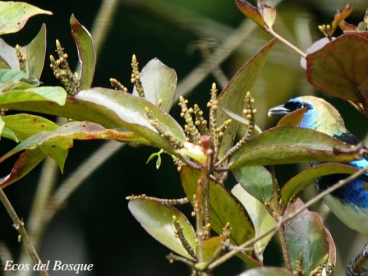 Oryctanthus spicatus