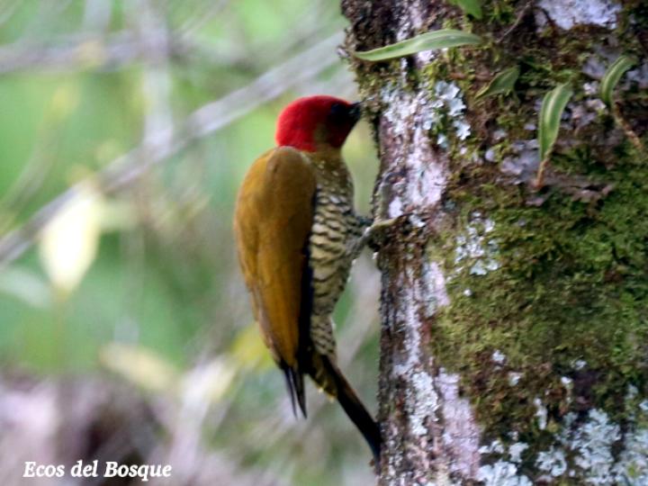 Piculus simplex (Carpintero alirrufo)