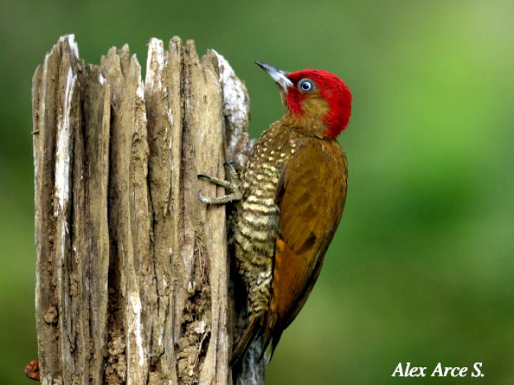 Piculus simplex (Carpintero alirrufo)