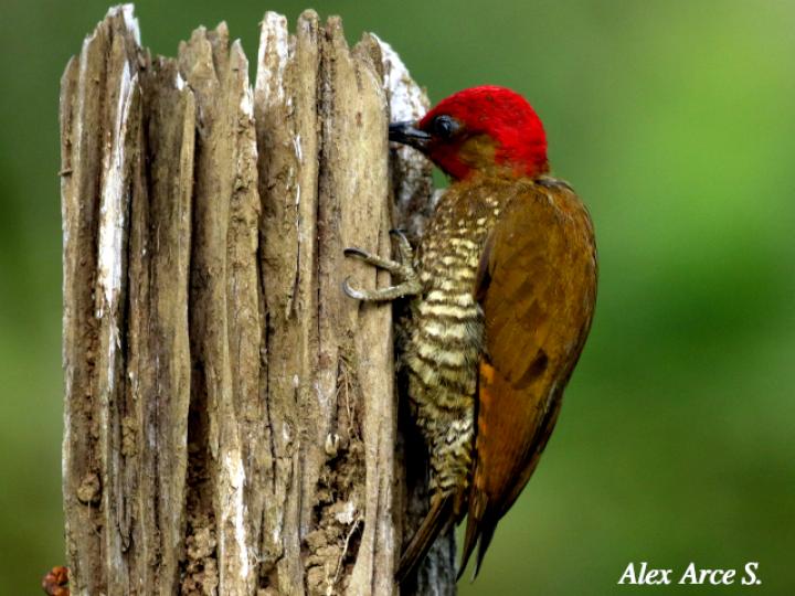 Piculus simplex (Carpintero alirrufo)