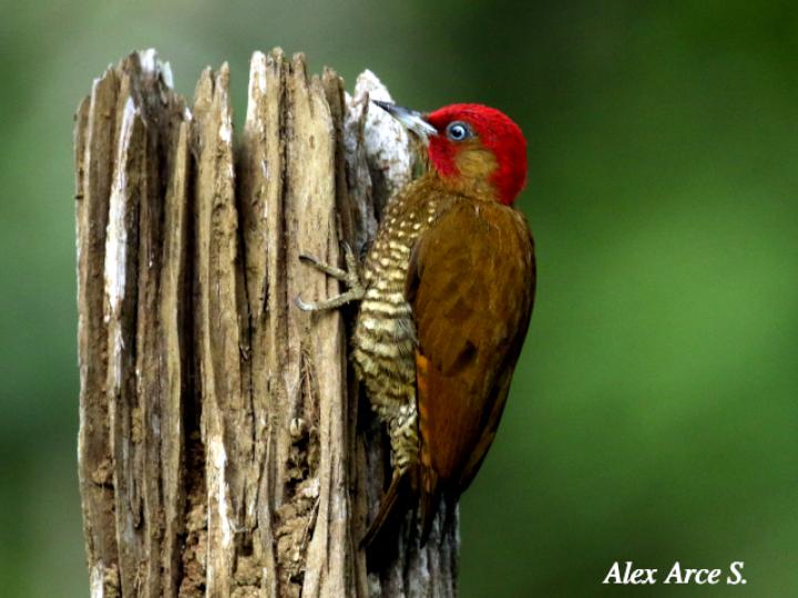 Piculus simplex (Carpintero alirrufo)