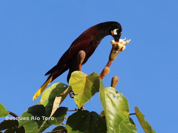 Pasarocolius montezuma visitando Ochroma pyramidale