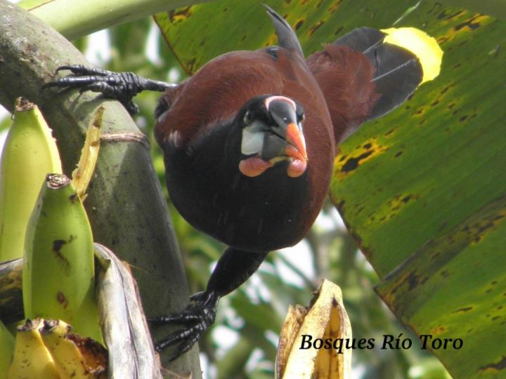 Psarocolius montezuma (Oropéndola)