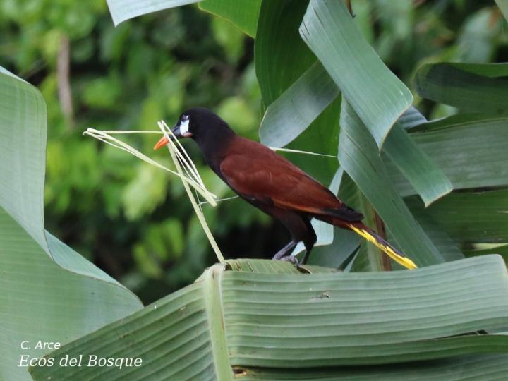 Psarocolius montezuma (Oropéndola)