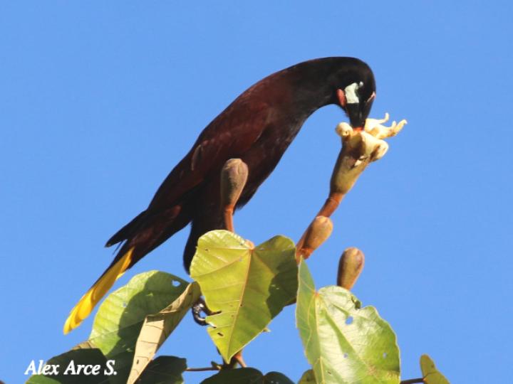 Psarocolius montezuma (Oropéndola)