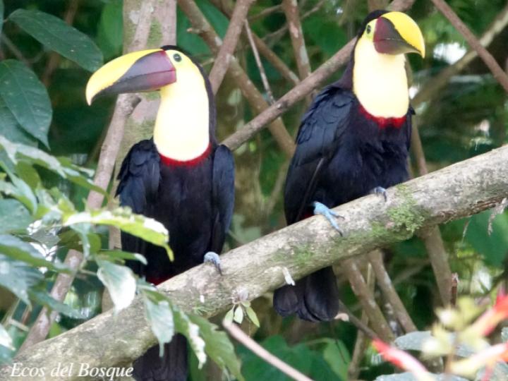Ramphastos ambiguus