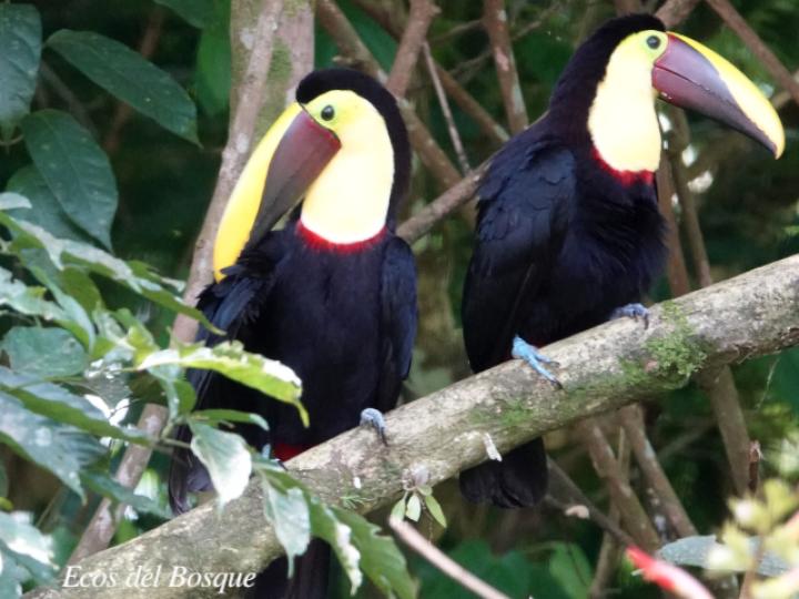 Ramphastos ambiguus