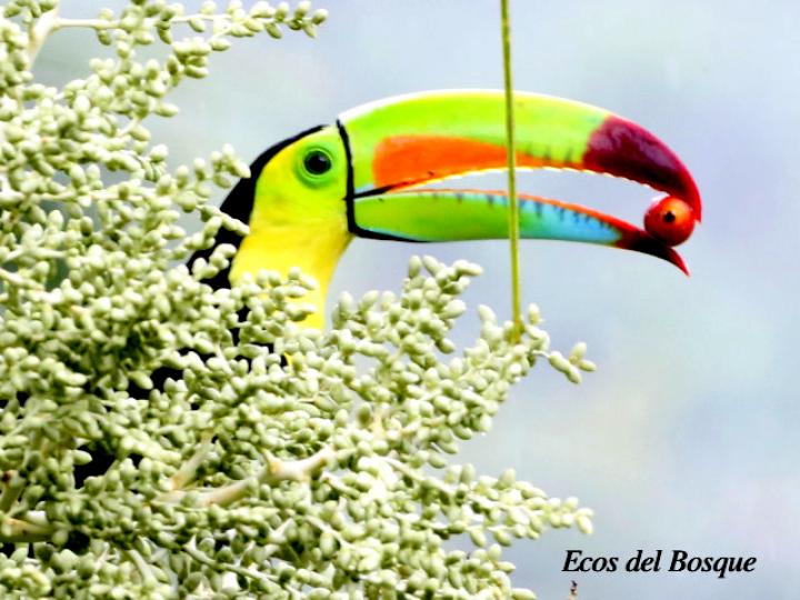 Ramphastos sulfuratus (Tucán pico iris)