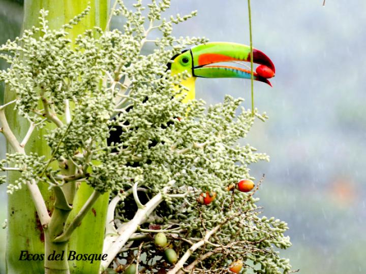 Ramphastos sulfuratus (Tucán pico iris)