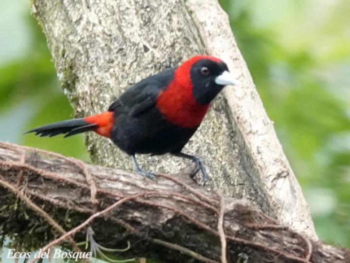 Ramphocelus sanguinolentus