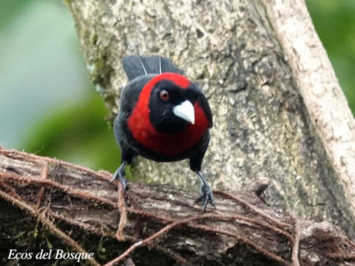 Ramphocelus sanguinolentus