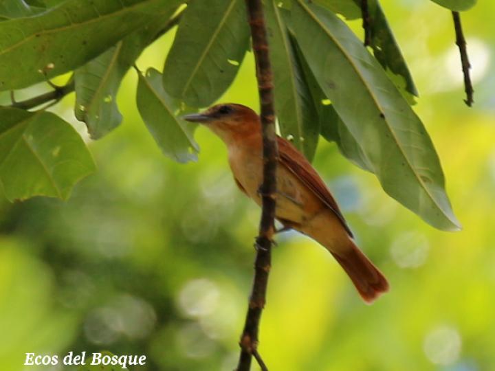 Rhytipterna holerythra (Plañidera rojiza)