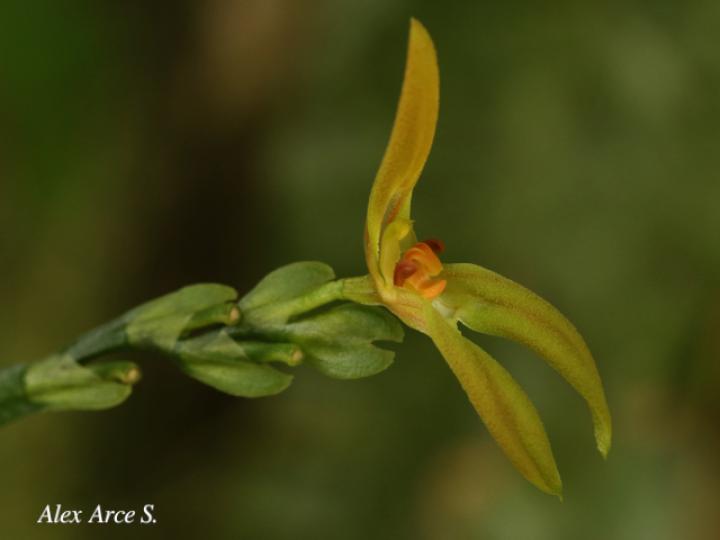 Specklinia spectabilis