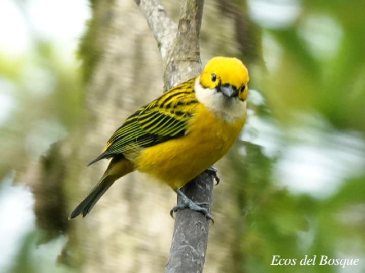 Tangara icterocephala (Tangara dorada)