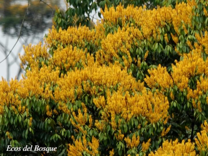 Vochysia ferruginea (Botarrama)