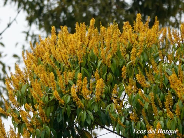 Vochysia ferruginea (Botarrama)