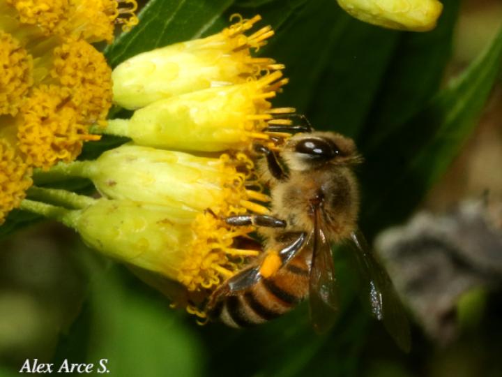 Apis mellifera (Abeja europea)