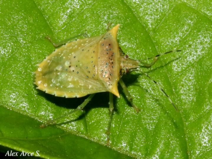 Arvelius albopunctatus