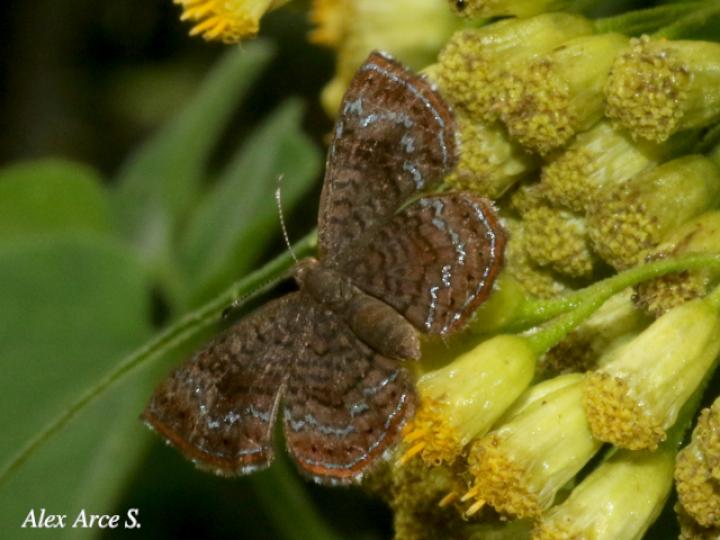 Calephelis velutina