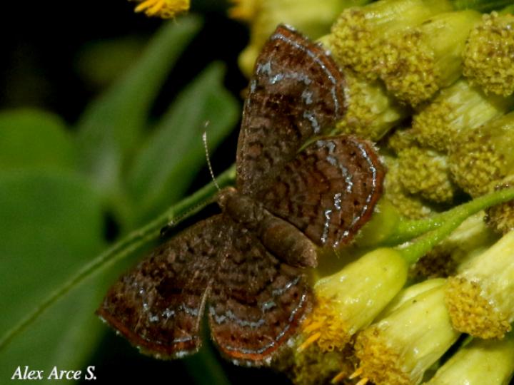 Calephelis velutina
