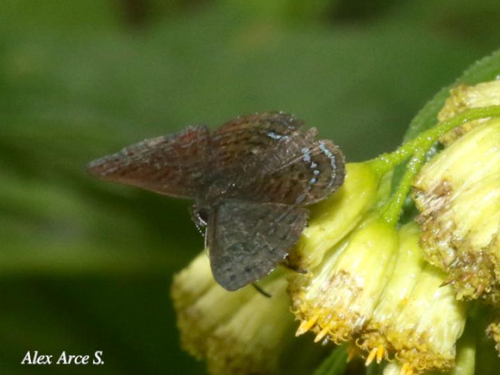 Calephelis velutina