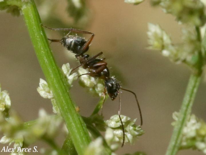 Camponotus novogranadensis