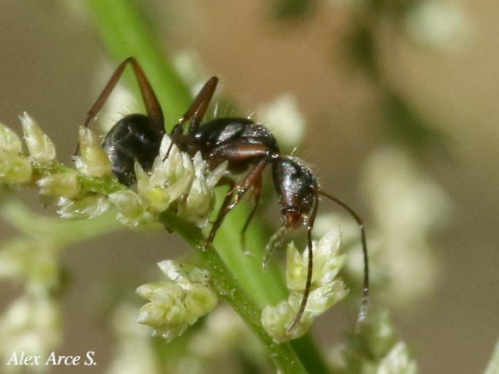 Camponotus novogranadensis