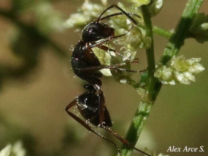 Camponotus novogranadensis