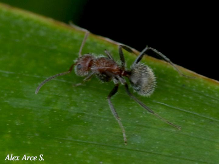 Camponotus planatus