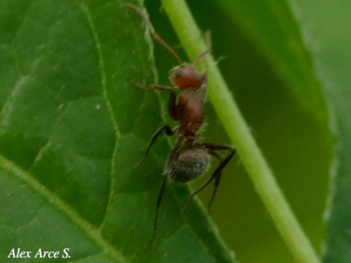 Camponotus planatus